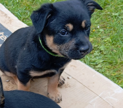 Fantastic Red Dog - Australian Kelpie - Portée née le 24/03/2024